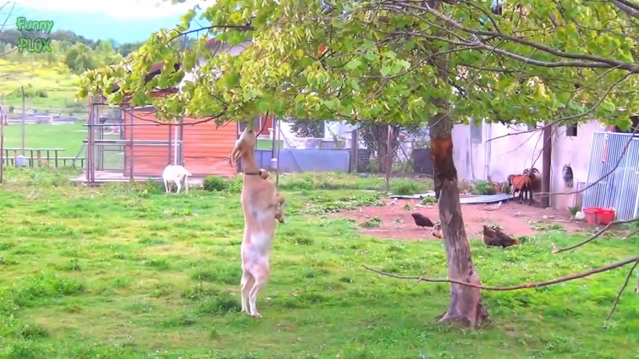 Funny goats compilation