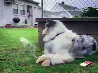 Funny dog smoking