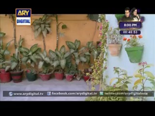 Bulbullay Episode 285