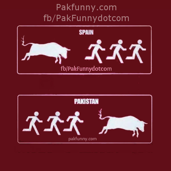 Bull on Bakra Eid in Pakistan Vs Bull in Bullfighting in Spain